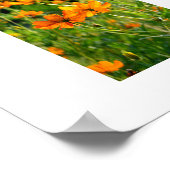 Sinaasappel Cosmos Bloemen: Japan Poster (Hoek)