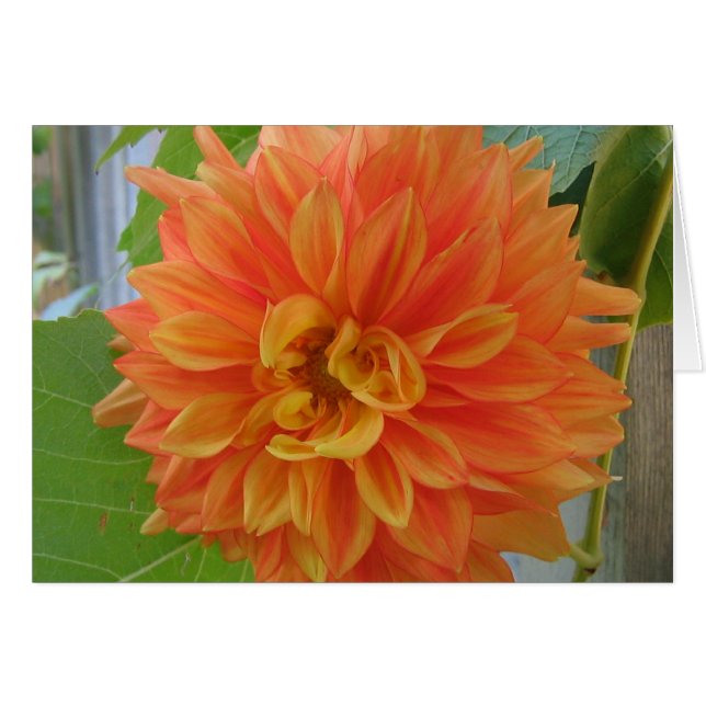 Sinaasappel Dahlia (Voorkant Horizontaal)