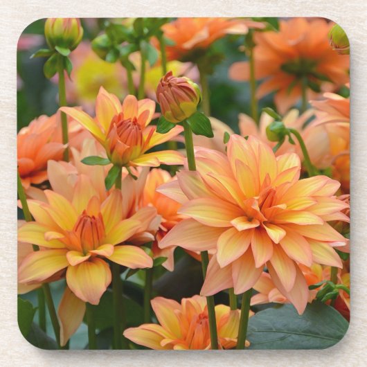 Sinaasappel dahlia bloementuin onderzetter (Voorkant)