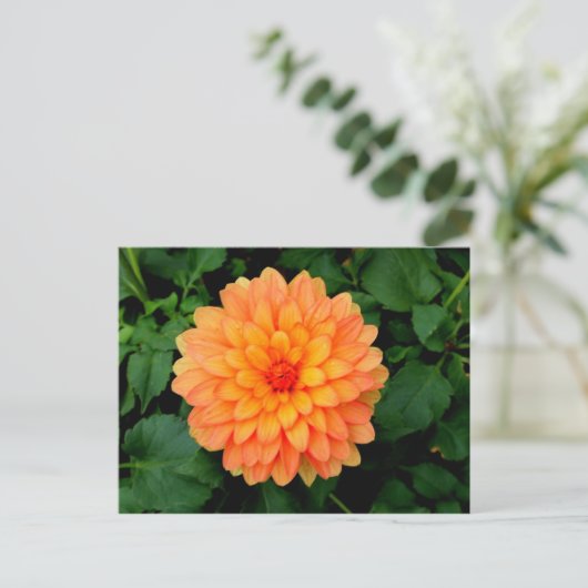 Sinaasappel Dahlia - Bloer en tuin Briefkaart (Staand voorkant)