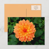 Sinaasappel Dahlia - Bloer en tuin Briefkaart (Voorkant / Achterkant)