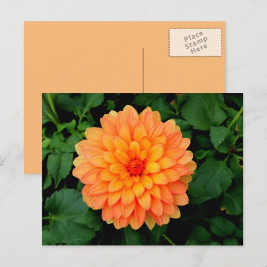 Sinaasappel Dahlia - Bloer en tuin Briefkaart (Voorkant / Achterkant)