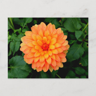 Sinaasappel Dahlia - Bloer en tuin Briefkaart