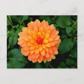 Sinaasappel Dahlia - Bloer en tuin Briefkaart (Voorkant)