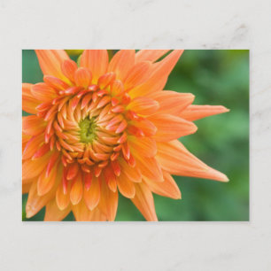 Sinaasappel Dahlia Briefkaart