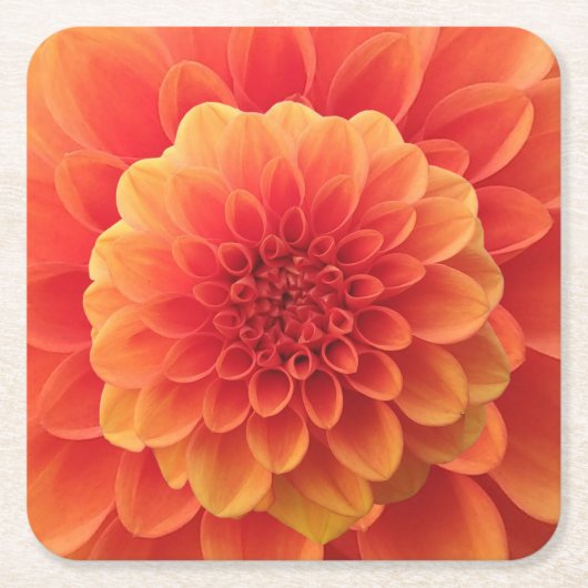 Sinaasappel Dahlia Kartonnen Onderzetters (Voorkant)