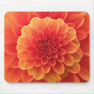 Sinaasappel Dahlia Muismat