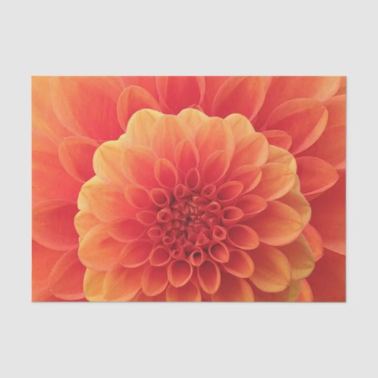 Sinaasappel Dahlia Tissuepapier (Voorkant)