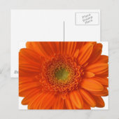 Sinaasappel Daisy Briefkaart (Voorkant / Achterkant)