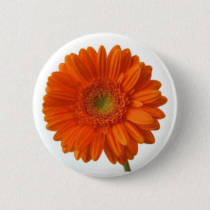 Sinaasappel Daisy Button