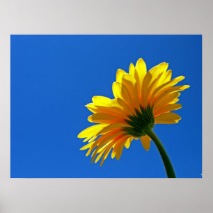 Sinaasappel Daisy Poster