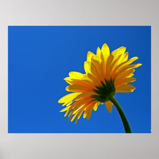 Sinaasappel Daisy Poster (Voorkant)