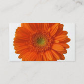 Sinaasappel Daisy Visitekaartje (Achterkant)