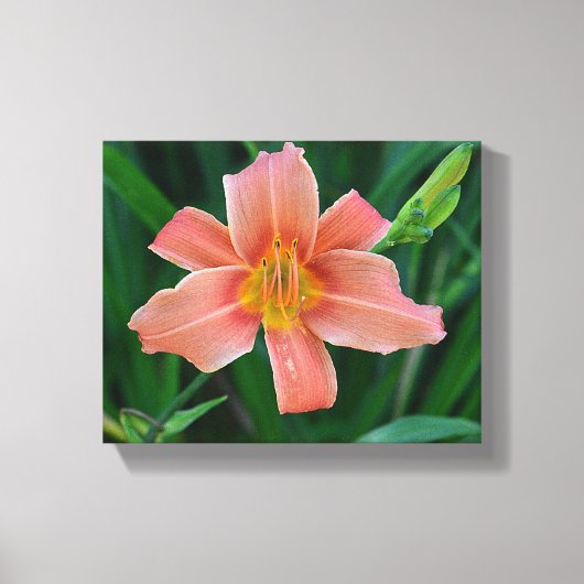 Sinaasappel Daylily Canvas Afdruk (Voorkant)