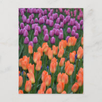 Sinaasappel en paarse tulpen briefkaart