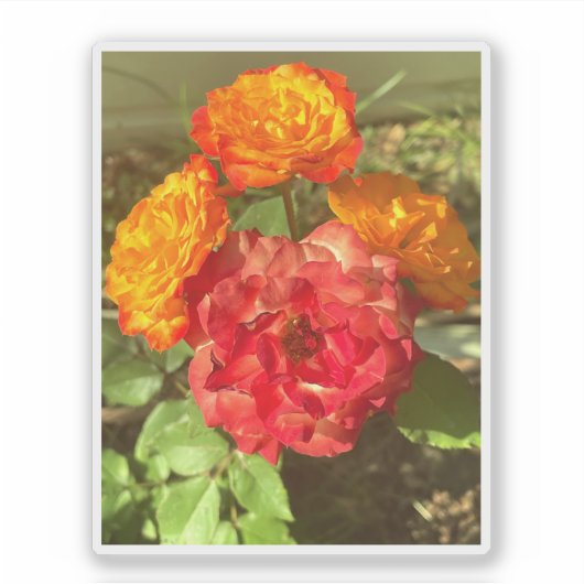 Sinaasappel en rode bloementuin sticker (Voorkant)