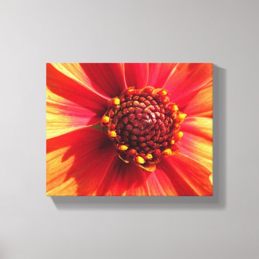 Sinaasappel en Rode Dahlia Canvas Afdruk (Voorkant)