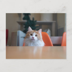 Sinaasappel en Witte Langharige Kat Briefkaart