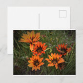 Sinaasappel en zwart Gazanias Briefkaart (Voorkant / Achterkant)