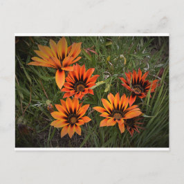 Sinaasappel en zwart Gazanias Briefkaart