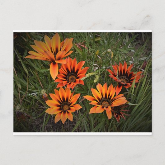 Sinaasappel en zwart Gazanias Briefkaart (Voorkant)