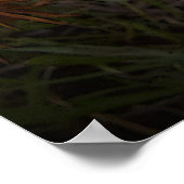 Sinaasappel en zwart Poster Gazanias (Hoek)