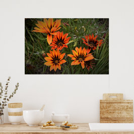 Sinaasappel en zwart Poster Gazanias