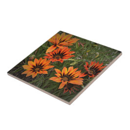 Sinaasappel en zwarte Gazanias Ceramic Tile Tegeltje