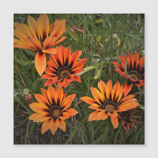 Sinaasappel en Zwarte Gazanias Magnetische Kaart