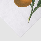  Sinaasappel (Fruit en bloesem) wit Tissuepapier (Detail)