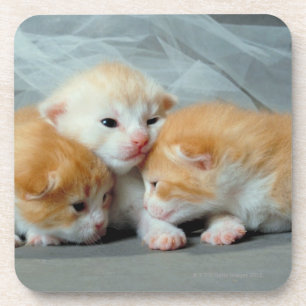 Sinaasappel Fur Kittens Bier Onderzetter