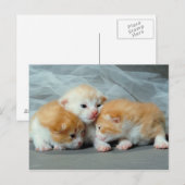 Sinaasappel Fur Kittens Briefkaart (Voorkant / Achterkant)