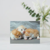 Sinaasappel Fur Kittens Briefkaart (Staand voorkant)