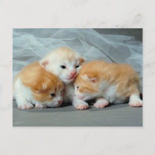 Sinaasappel Fur Kittens Briefkaart