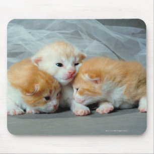 Sinaasappel Fur Kittens Muismat