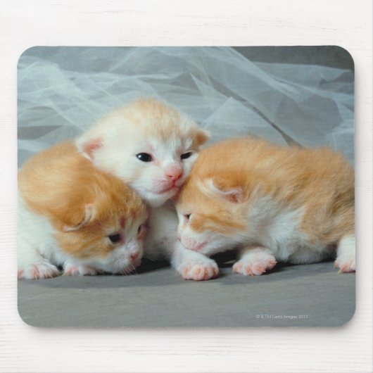 Sinaasappel Fur Kittens Muismat (Voorkant)
