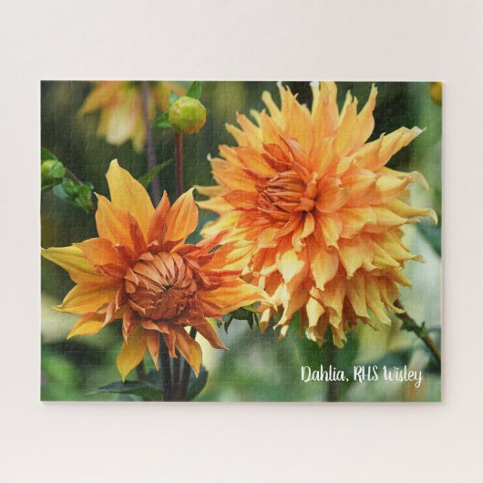 Sinaasappel & Geel Dahlia Garden Flowers RHS Wisle Legpuzzel (Horizontaal)