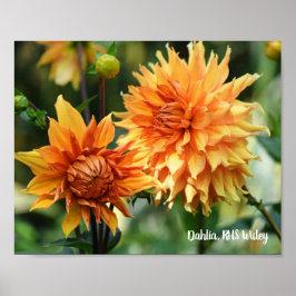 Sinaasappel & Geel Dahlia Garden Flowers RHS Wisle Poster