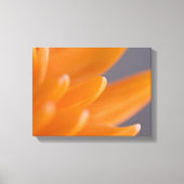 Sinaasappel Gerber Daisy Petals Canvas Afdruk (Voorkant)