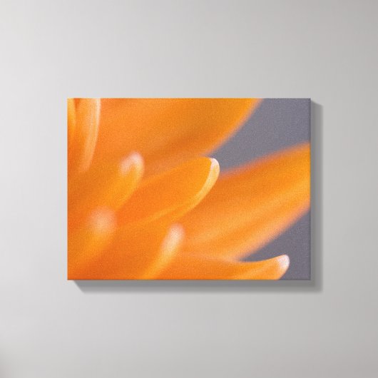 Sinaasappel Gerber Daisy Petals Canvas Afdruk (Voorkant)