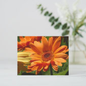 Sinaasappel Gerbera Briefkaart (Staand voorkant)
