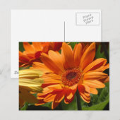 Sinaasappel Gerbera Briefkaart (Voorkant / Achterkant)