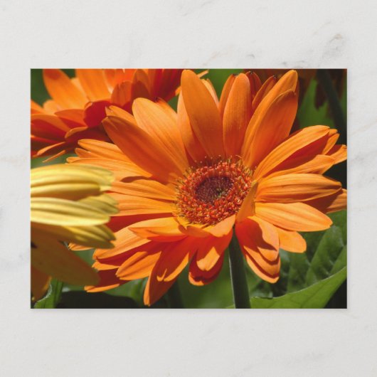 Sinaasappel Gerbera Briefkaart (Voorkant)