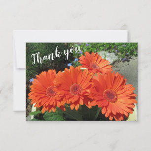 Sinaasappel Gerbera Daisy Foto Handgeschreven via Bedankkaart