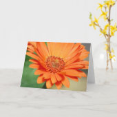 Sinaasappel Gerbera Daisy Kaart (Gele Bloem)