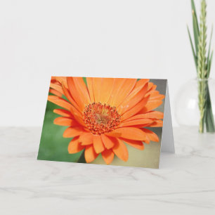 Sinaasappel Gerbera Daisy Kaart