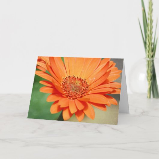 Sinaasappel Gerbera Daisy Kaart (Voorkant)