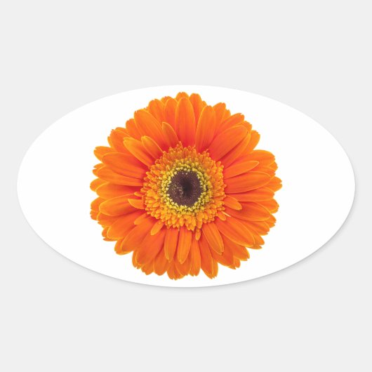 Sinaasappel Gerbera Daisy Ovale Sticker (Voorkant)