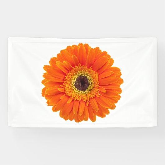Sinaasappel Gerbera Daisy Spandoek (Horizontaal)