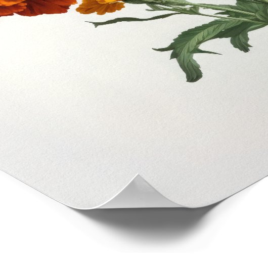 Sinaasappel goudsbloem Bloemen Art Print Poster (Hoek)